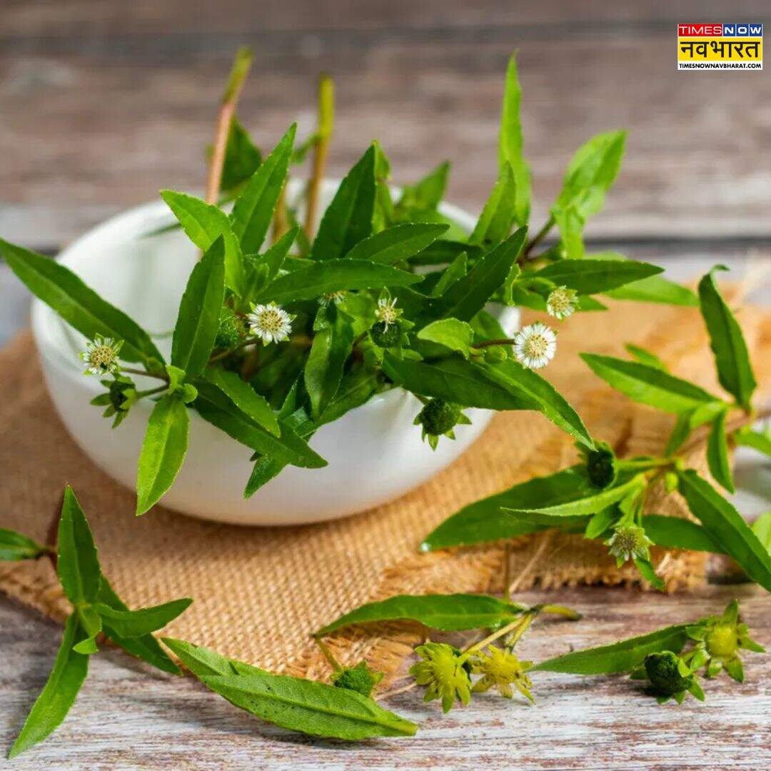 सदियों से इस्तेमाल हो रहा भृंगराज