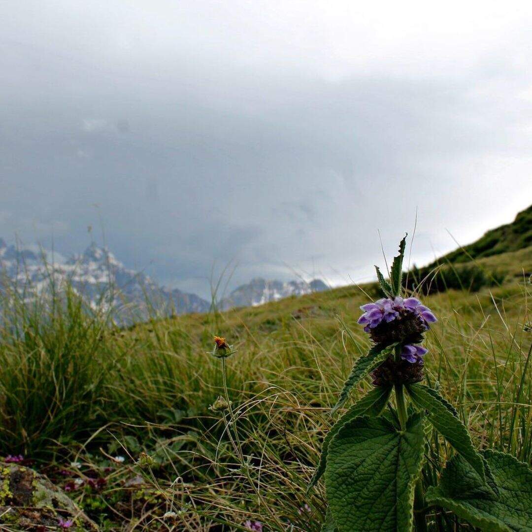 ​Chaka Meadows Trek कितना मुश्किल​