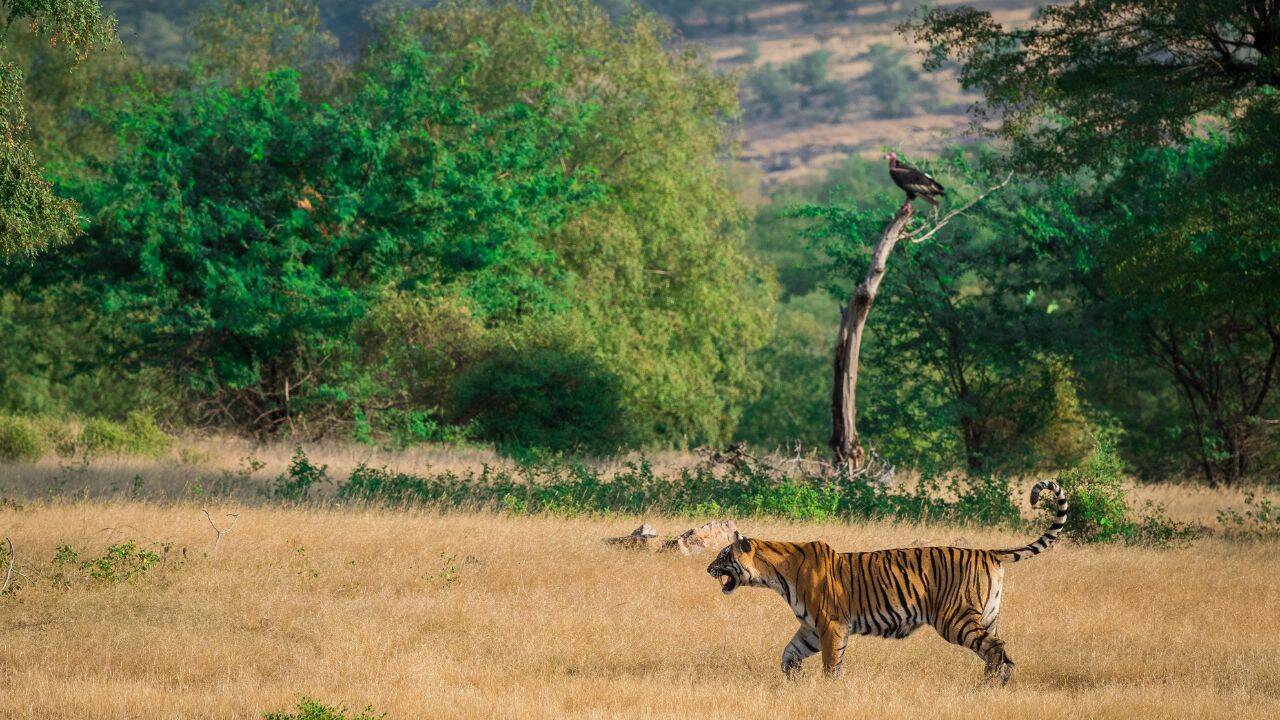 रणथंभौर