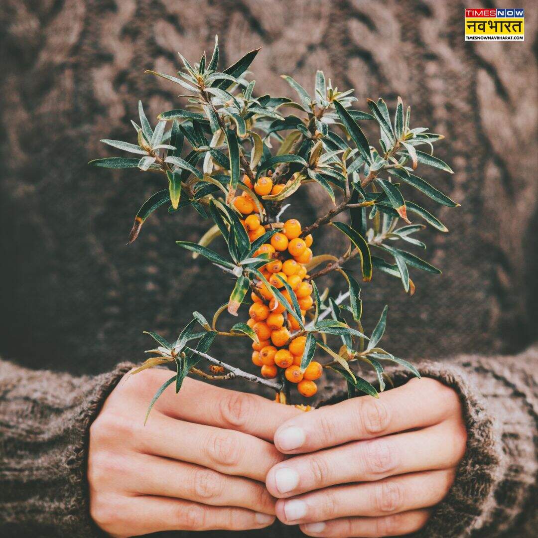 ​पाचन तंत्र और मेटाबॉलिज्म को करता है दुरुस्त​