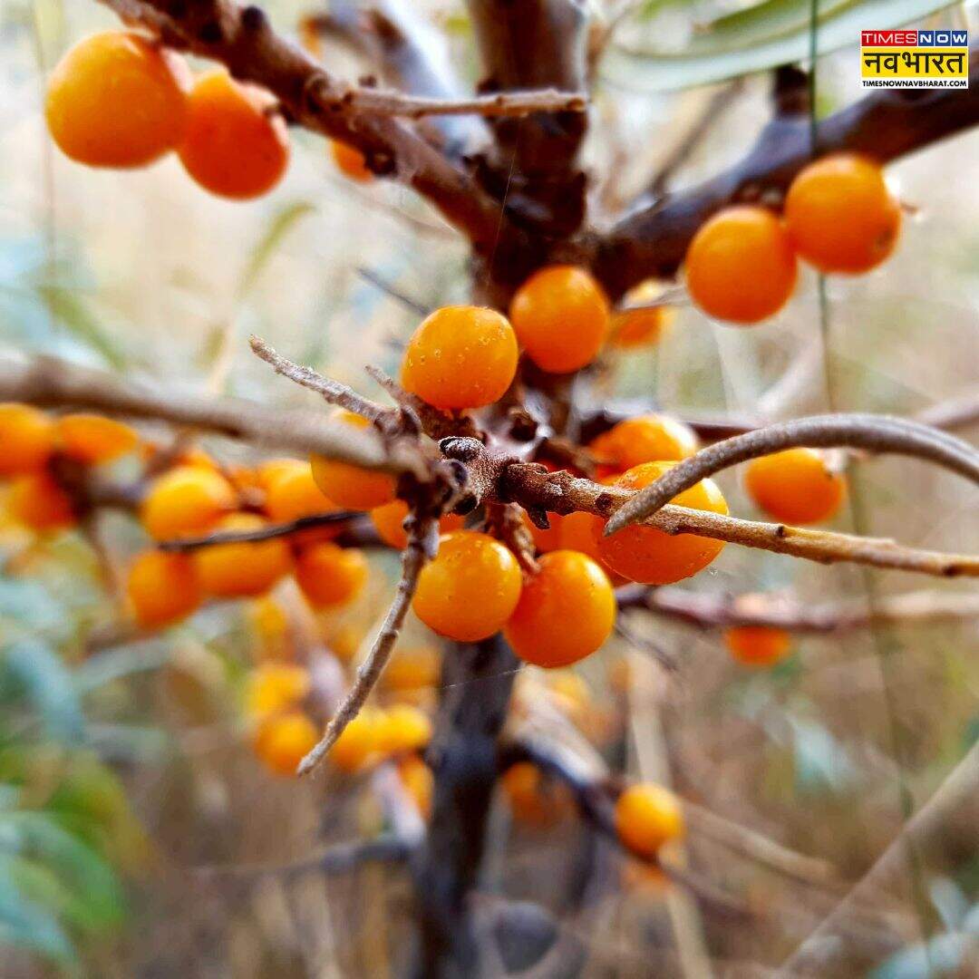​औषधीय गुणों का बेहतरीन खजाना​