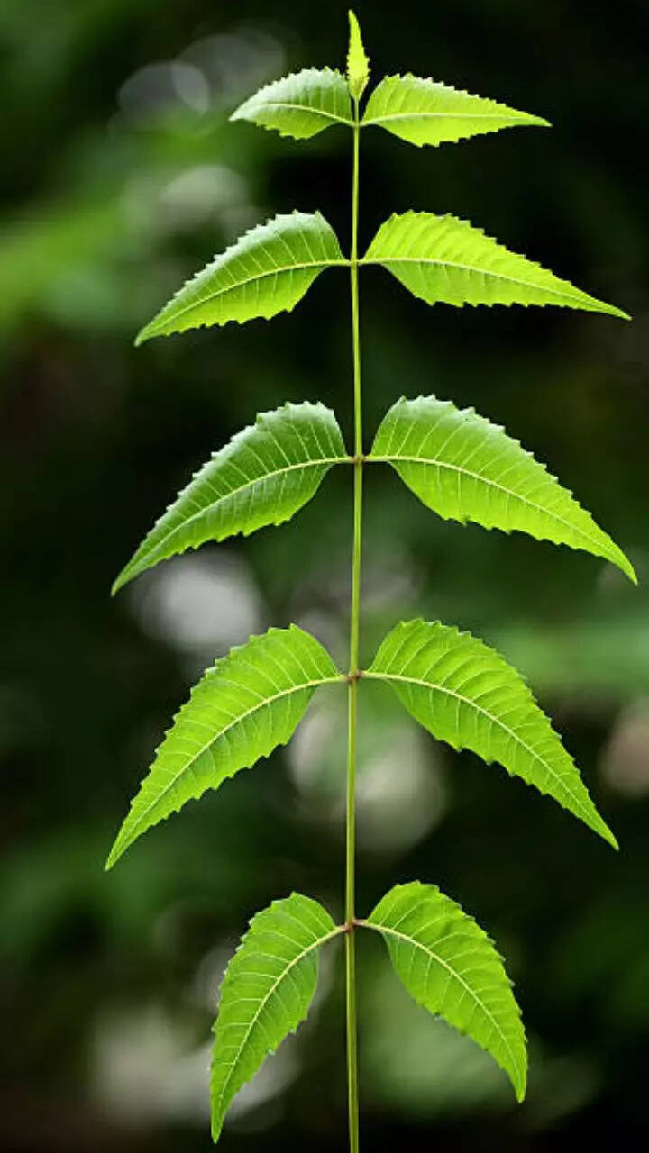 पित्त दूर होता है