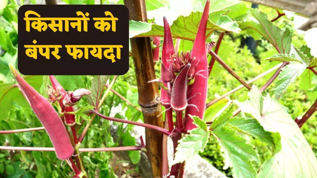 क्या है कुमकुम भिंडी