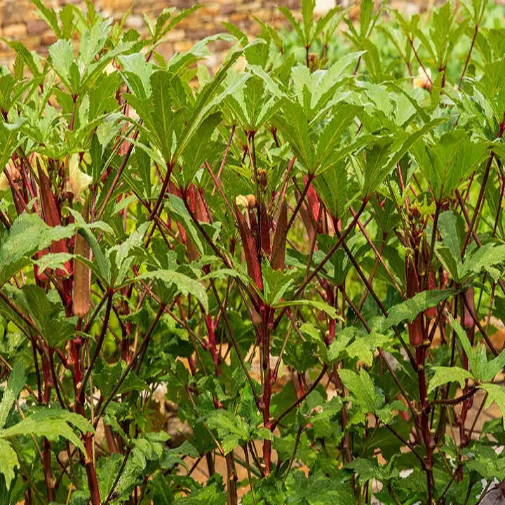 लगात बराबर