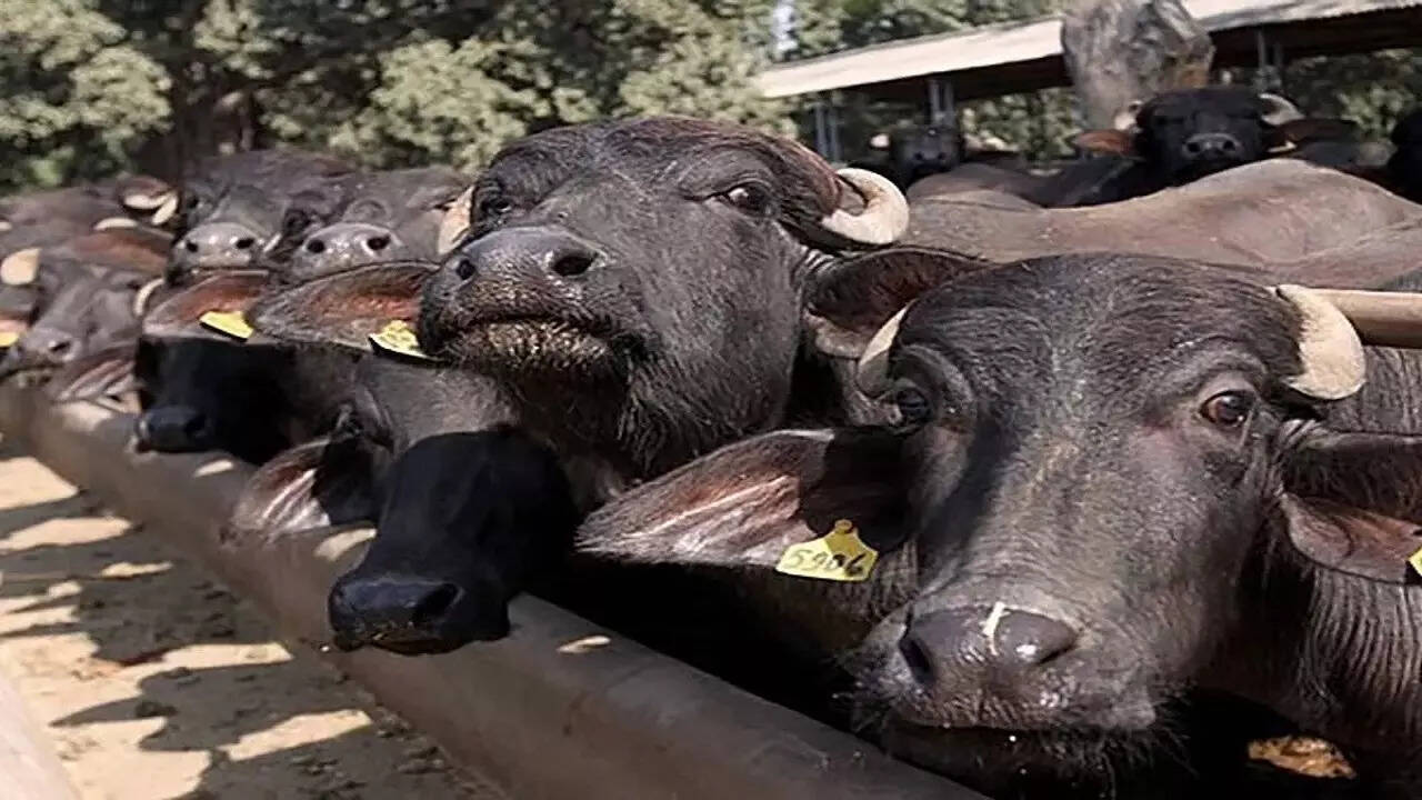 जेल में भैंस धोएगा अतीक अहमद