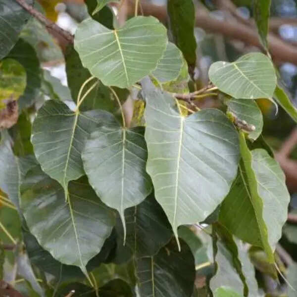 पीपल के पेड़ के समक्ष ऊं नम शिवाय मंत्र का करें जप