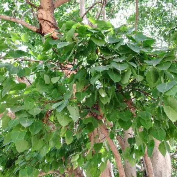 बिजनेस में सफलता के लिए करें ये उपाय