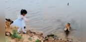 Viral Video: नदी से गेंद निकालने जा रही थी बच्ची, तभी पास में बैठे कुत्ते ने किया कुछ ऐसा, देख आंखों पर भरोसा नहीं होगा