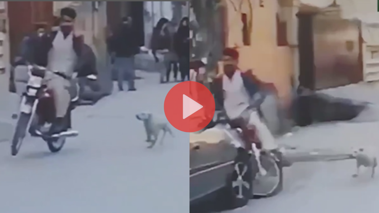 Dog Viral Video