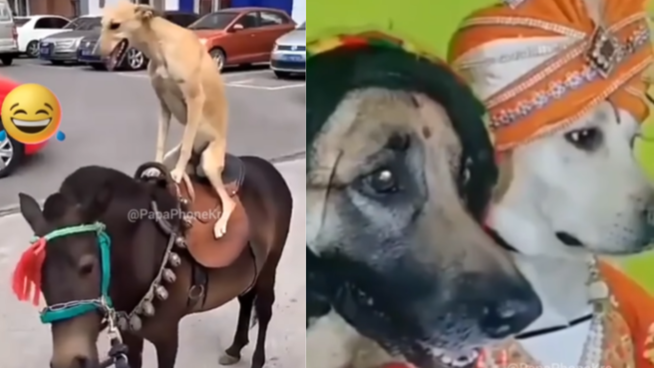 Viral Video, Dog Wedding Video, Viral news in hindi