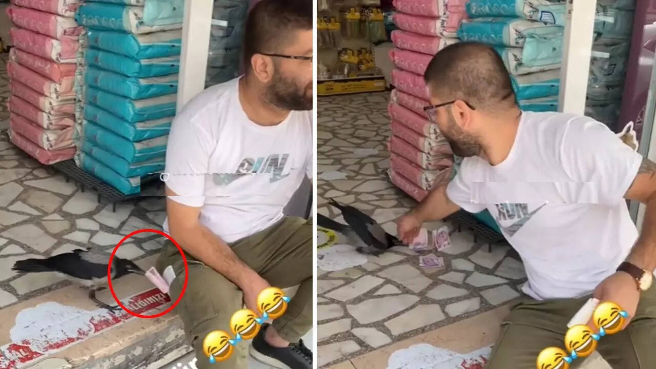 Crow Video, Crow pick pocketing Video, Viral Video
