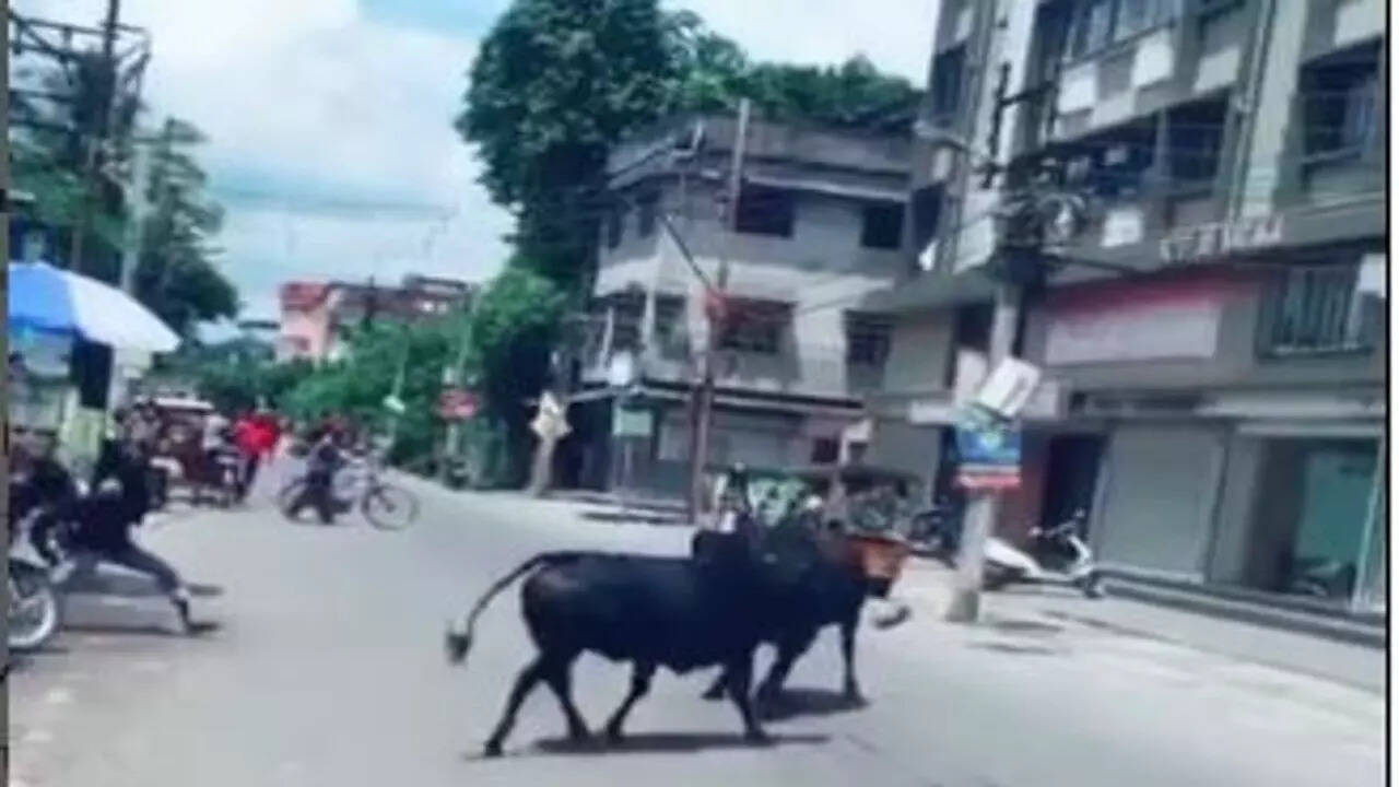 Bull Fight Video