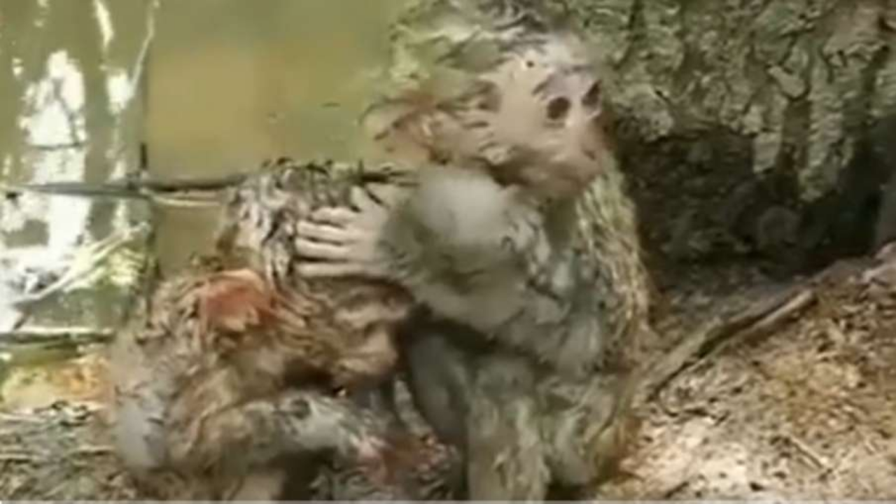 Viral Video, Monkey Viral Video, Monkeys Video Viral