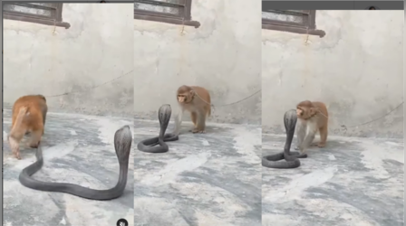 Viral: जहरीले सांप के साथ बंदर ने ली ऐसी मौज, एक बार नहीं बल्कि बार-बार देखेंगे ये वीडियो