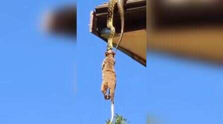 Snake Viral Video : मिनटों में बिल्‍ली को निगल गया विशालकाय सांप, वीडियो देखकर फटी रह जाएंगी आंखें