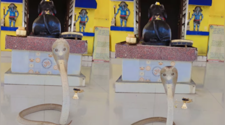 VIDEO: सावन में दिखा नाग का अलग अवतार, शिवालय के अंदर अनोखे अंदाज में फन फैलाकर था खड़ा