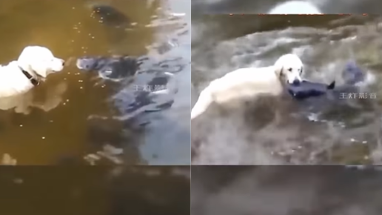 Shocking Animals Video