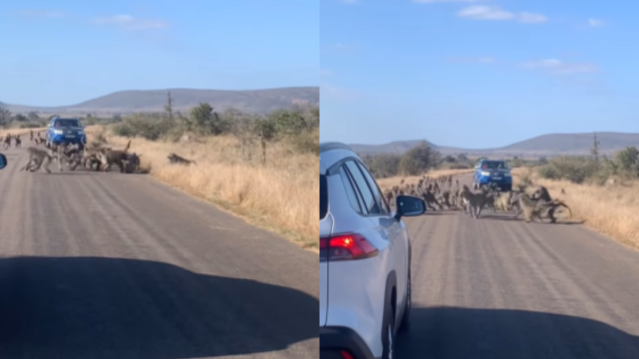 Animals Viral Video