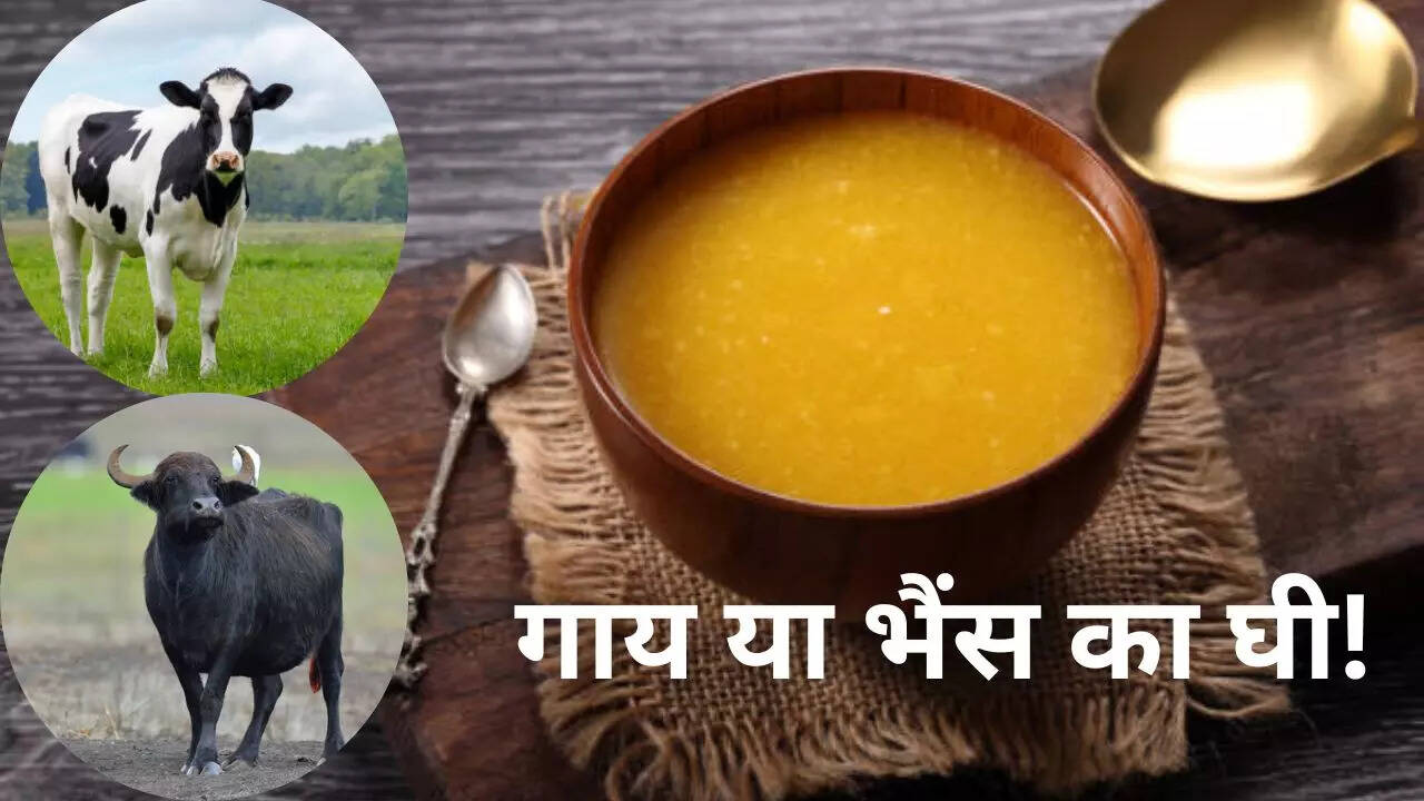 गाय या भैंस का घी!