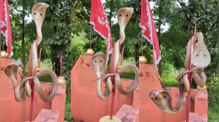 VIDEO: सावन में नाग-नागिन का अनोखा अवतार, मंदिर में त्रिशुल पर फन फैलाकर बैठे हुए आए नजर