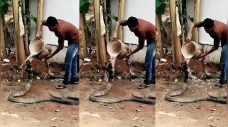 VIDEO: ठंडे-ठंडे पानी से मजे लेते हुए नहा रहा था किंग कोबरा, कैमरे में कैद हुआ अनोखा नजारा