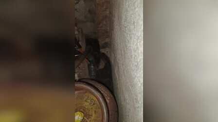 Viral Video : किचन में छिपकर फुफकार रहा था कोबरा, अचानक किया ऐसा अटैक; हलक में अटक गई सबकी सांसें