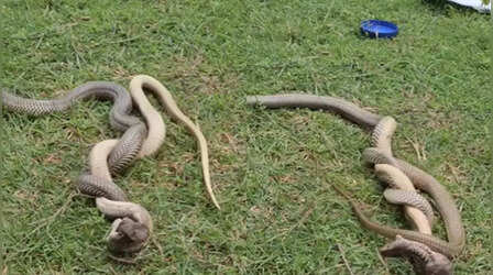 Snake Romance: खुले मैदान में दो सांपों के बीच अनोखा रोमांस, ऐसा नजारा पहले नहीं देखा होगा