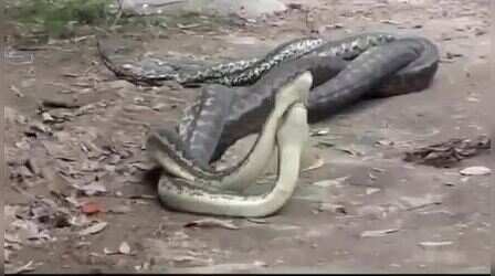 Snake Romance Video : बारिश की फुहार बंद होते ही रोमांटिक हुआ सांपों का जोड़ा, कैमरे में कैद हुईं अदाएं