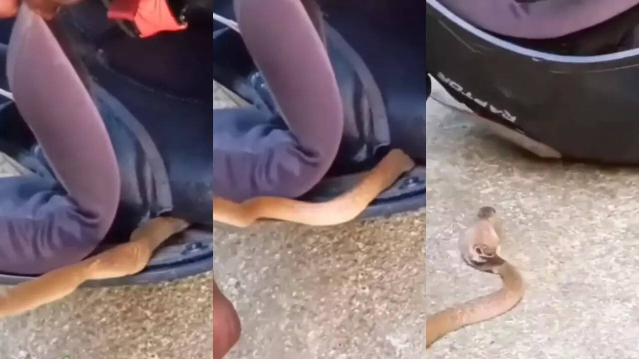 King Cobra Ka Video