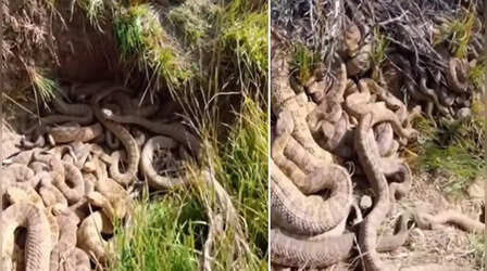 Snake Viral Video: कोयले की जगह मिल गई सांप की खान, देखकर कांप ना जाएं तो कहना