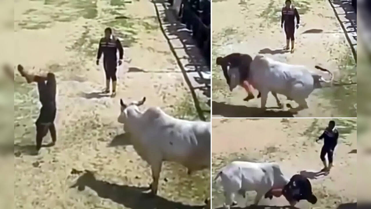 Animal Fight Video