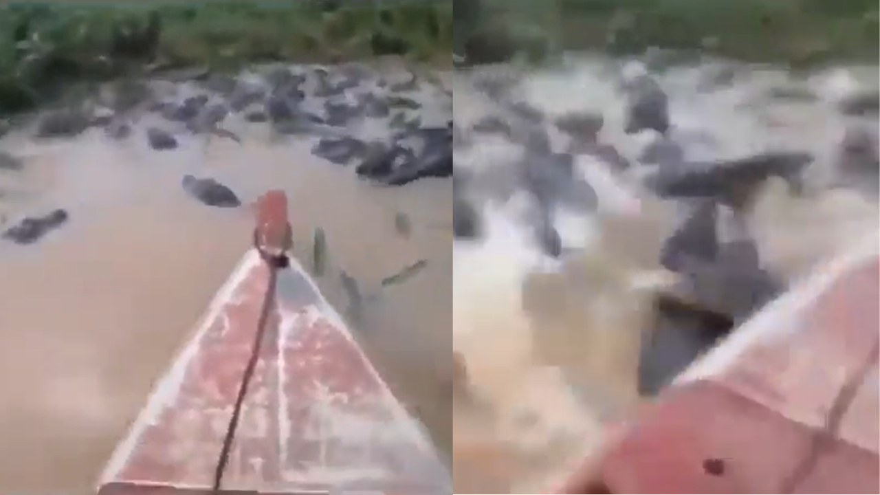 Man Crosses Boat Over The Crocodiles