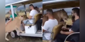 Viral Video: इस जंगल सफारी को देख साक्षात होंगे यमराज के दर्शन, पर्यटकों से खुद मिलने आया खूंखार शिकारी