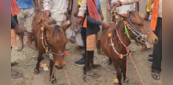 Horse Video: सोनपुर मेले में पहुंचा 24 इंच का अनोखा घोड़ा, देखने के लिए उमड़ी लोगों की भीड़, सोशल मीडिया पर वीडियो वायरल