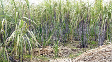 Ethanol Production:चीनी मिलों को गन्ने के रस, शीरे से एथनॉल बनाने की मिली मंजूरी, हफ्ते भर पहले लगी थी रोक