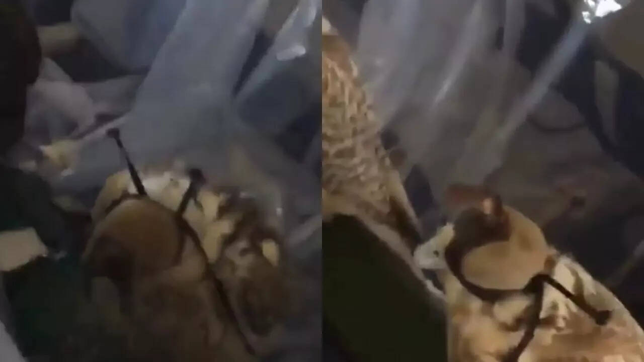 Viral Video