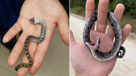 Snake Video: सलमान-शाहरुख से भी बड़ा एक्टर है यह सांप! छूते ही करने लगता है मरने का नाटक