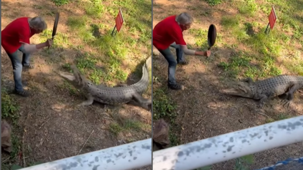 Crocodile Attack Funny Video