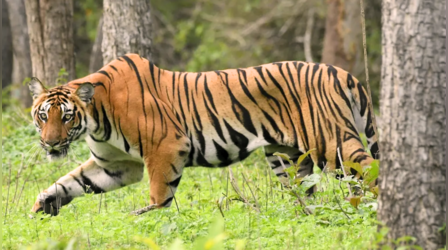 Bijnor Tiger AttacK: आदमखोर बाघ ने युवती को बनाया निवाला, हमला करने का अपनाया अनोखा तरीका
