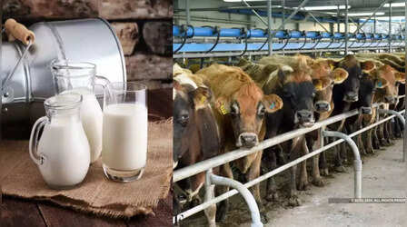 Milk MSP: हिमाचल प्रदेश में गाय और भैंस के दूध पर बढ़ी एमएसपी