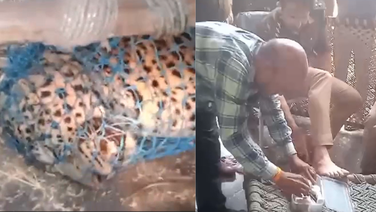leopard attack, leopard attack viral video, leopard video, leopard in up, leopard in sambhal, viral news, viral video, video viral, sambhal news, sambhal, तेंदुआ, तेंदुए का खौफ, संभल में तेंदुआ, तेंदुए का आतंक, संभल