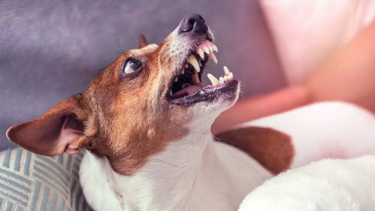 Delhi Child dies in stray dog attack