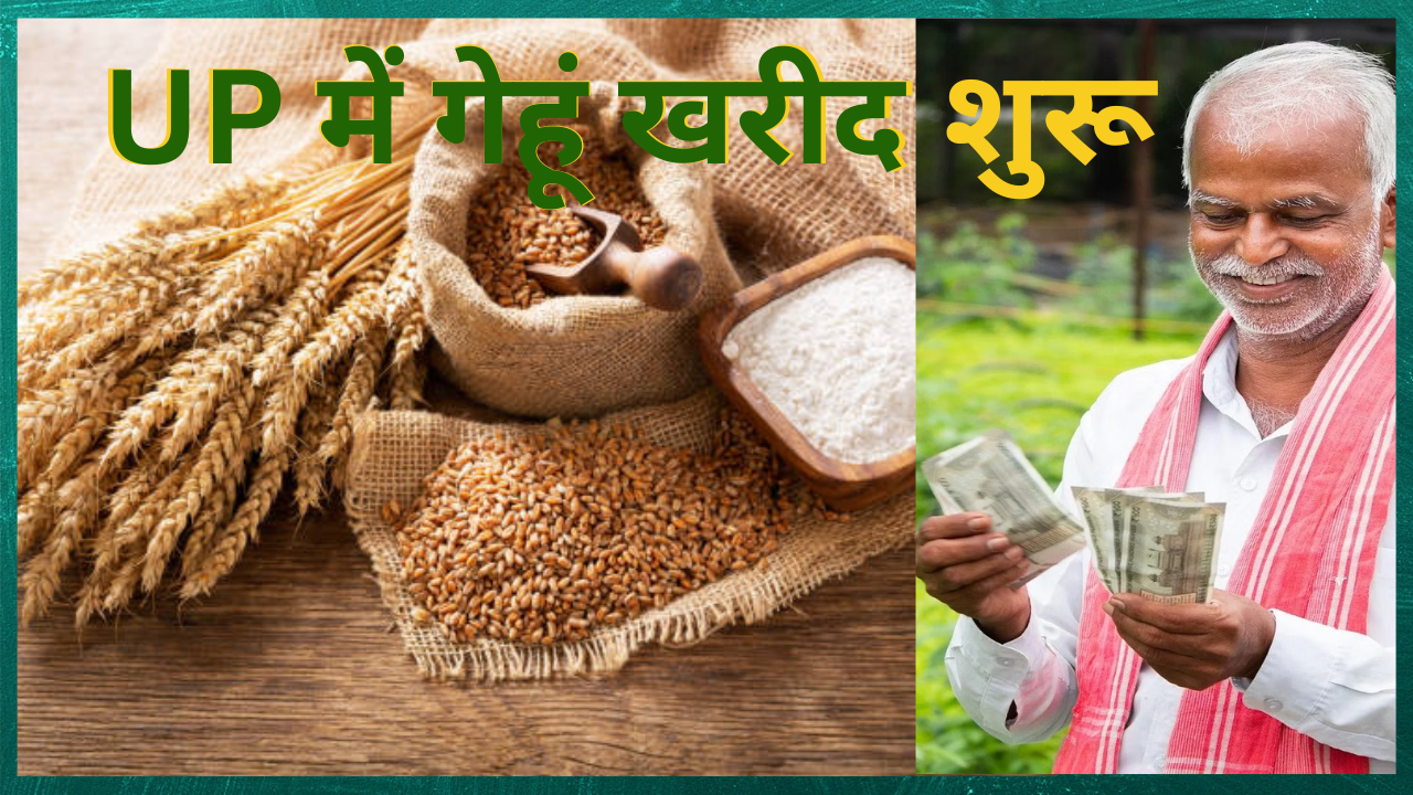 Wheat Procurement in UP