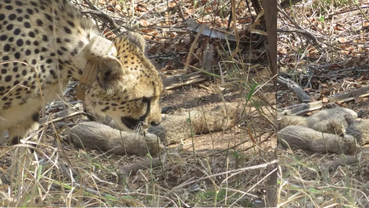 cheetah Gamini