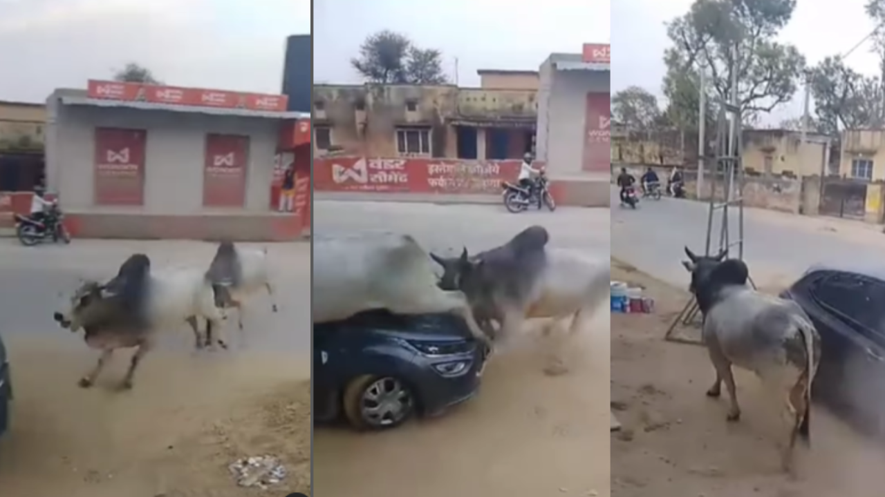 viral video, bull fighting viral video, bull fight, bull fighting, viral news, news in hindi, trending news, trending video, hindi news