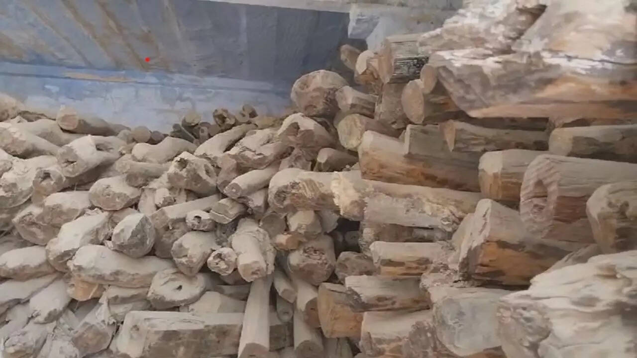 Red sandalwood