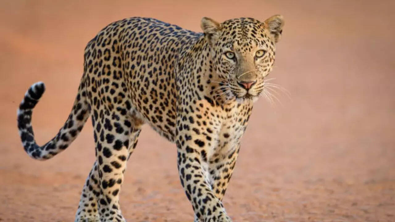 Leopard Entered in Jagatpur village, Wazirabad