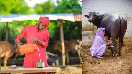 Milk Price: गर्मियों में दूध मिलेगा महंगा, गाय-भैंस के सामने पानी का संकट, जानें कैसे बिगड़े हालात