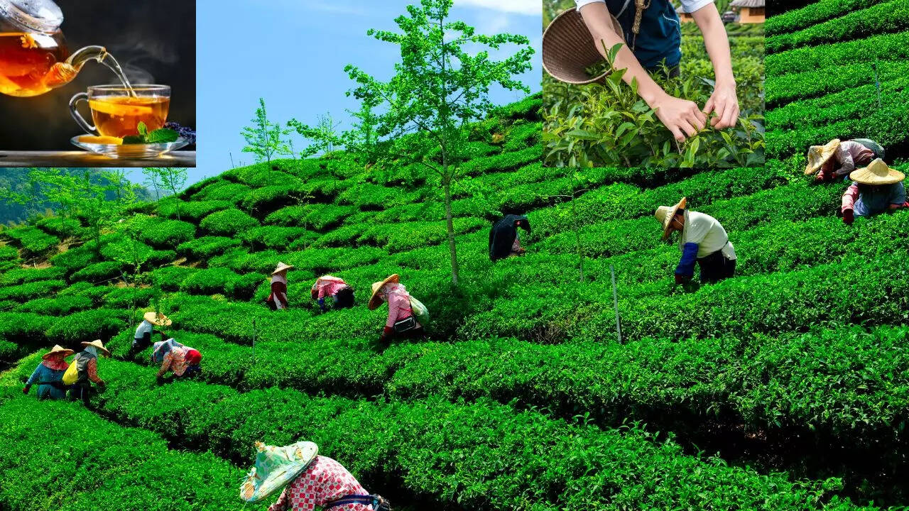 Tea Cultivation And Production