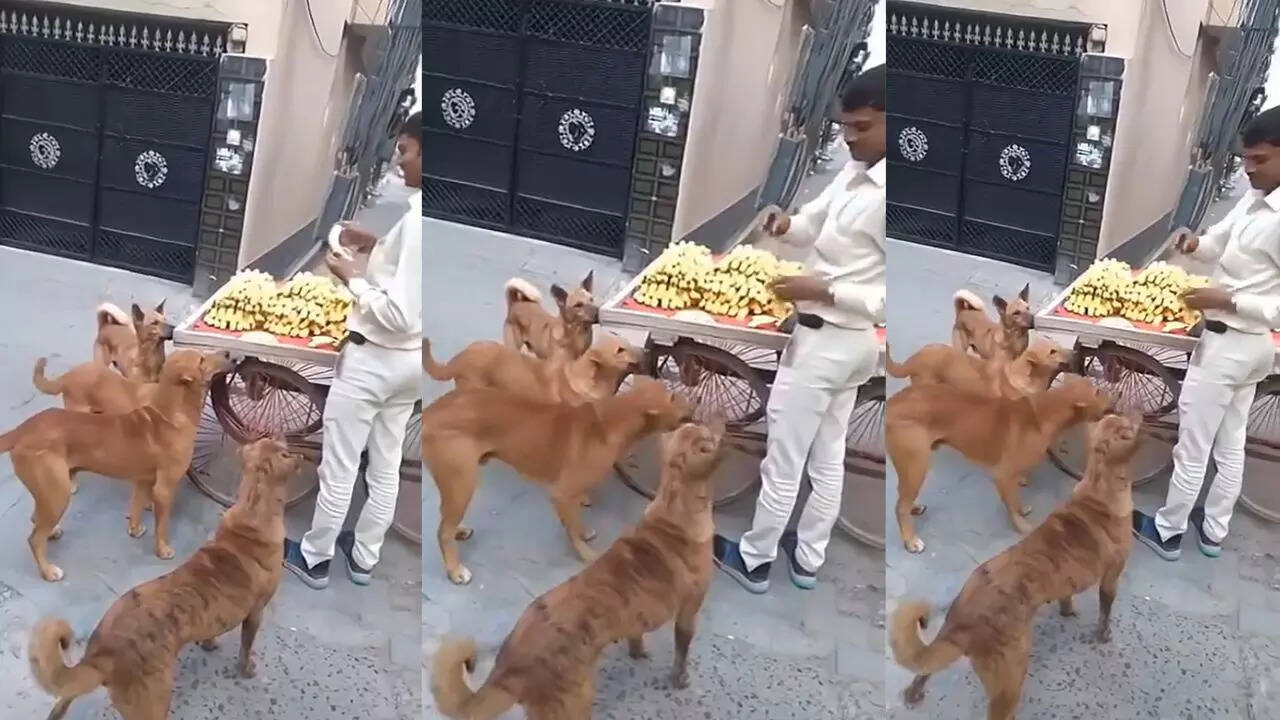 Feeding Bananas To Street Dogs